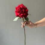 Бордовая Роза